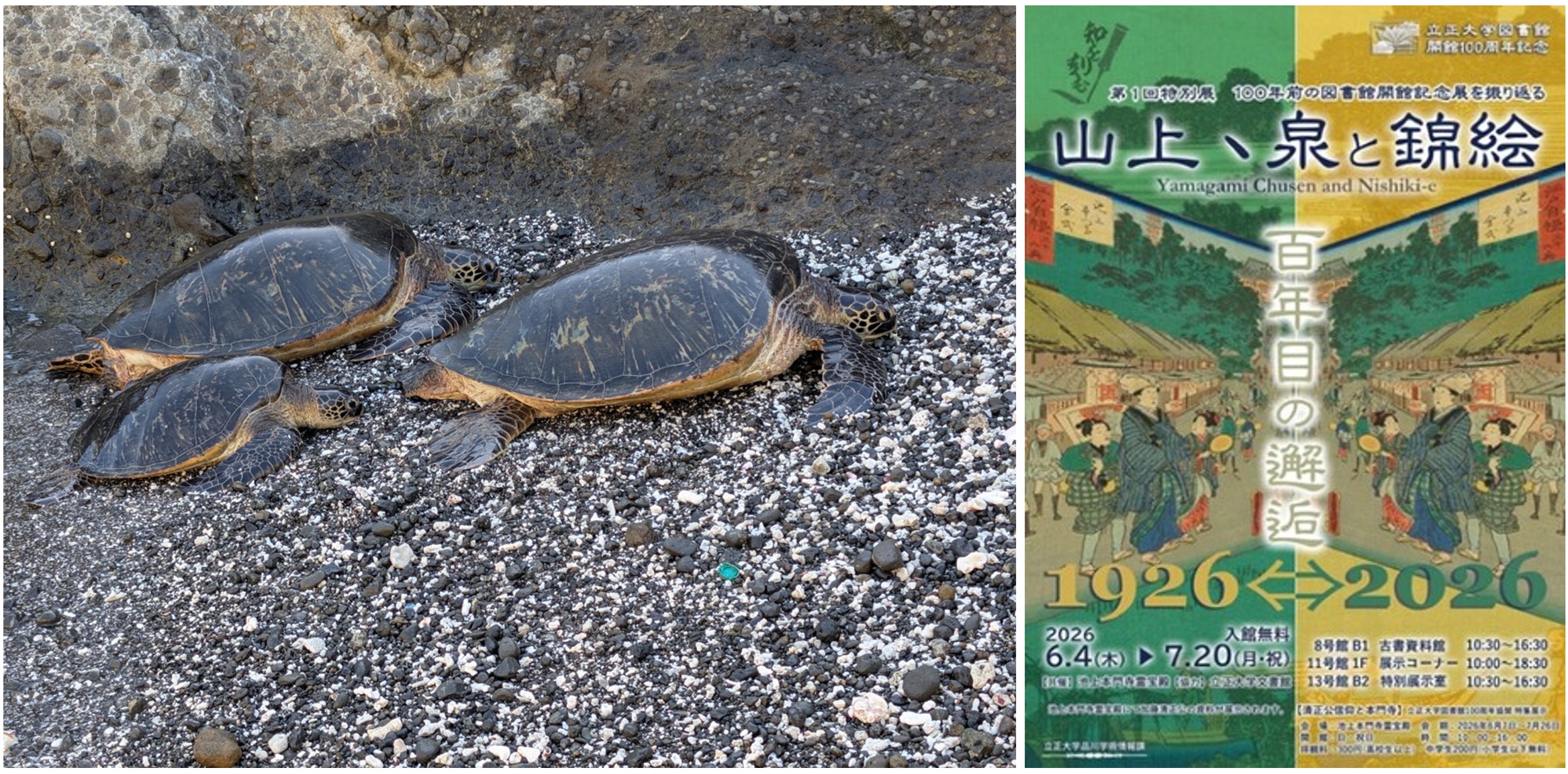 Two sea turtles crawl along a pebbled shore beside a rocky wall; a larger adult and two juveniles in the foreground.