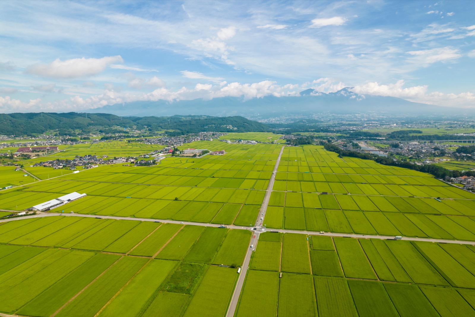 夏の水田を空から見下ろした風景