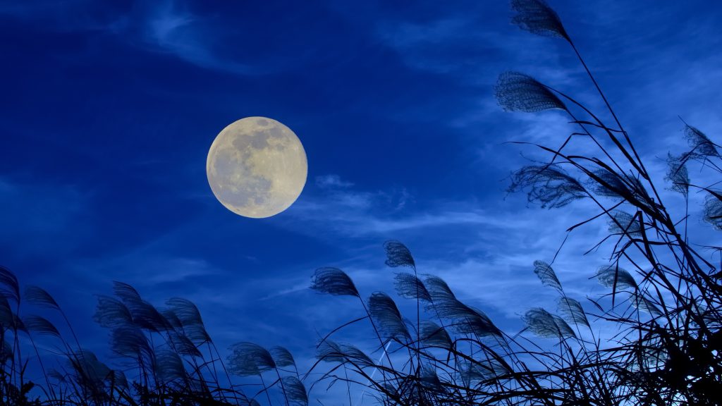 夜空に浮かぶ満月と風になびくすすき