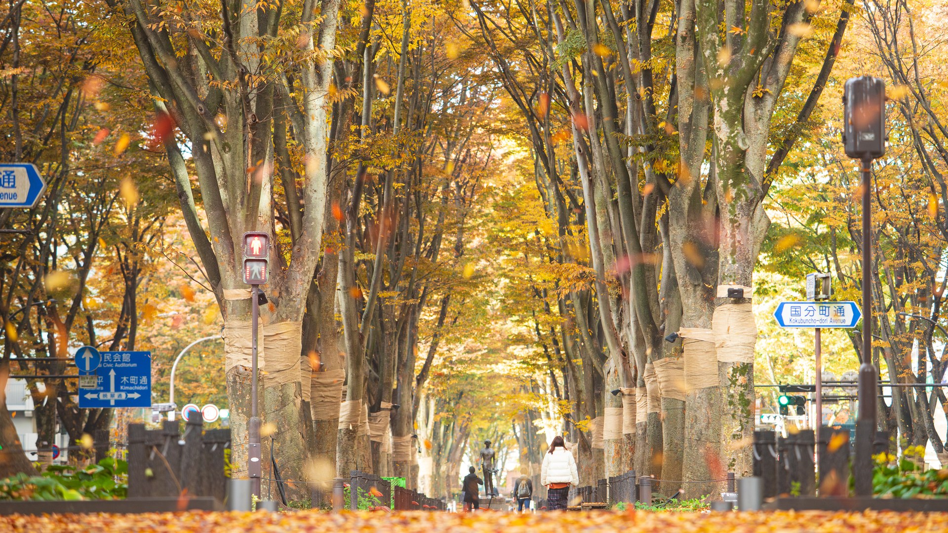 紅葉したケヤキ並木の下に落ち葉が舞う、仙台市の定禅寺通り