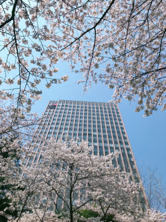 アゴダ 薄紅色の季節が到来 21年世界での春の花見シーズン事情とは 紀伊民報agara