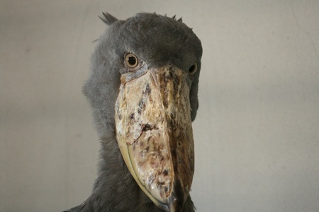 那須どうぶつ王国に2013年4月27日 怪鳥！？「ハシビロコウ」登場