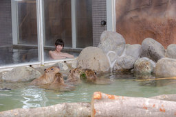 まるで混浴気分？！那須どうぶつ王国でカピバラを眺めながら入浴できる温泉施設が大人気！