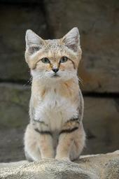 砂漠の天使　世界最小級の野生ネコ　「スナネコ」展示開始