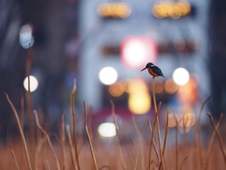＜写真展のご案内＞暮らしの中にある“鳥風景”【企画展】菅原貴徳「SNAP! BIRDS」