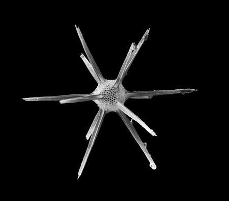 電子顕微鏡で撮影した芸術品のように美しい骨格の造形（写真提供：松岡篤）