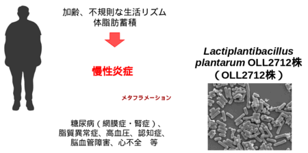 Lactiplantibacillus