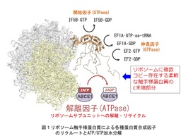 リボソーム触手様タンパク質の新機能解明