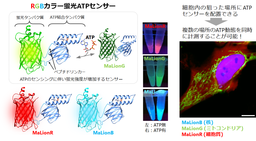 生命活動の燃料「ATP」を観察する３色の蛍光センサーの開発に成功