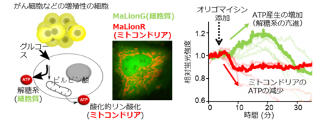 図2 がん細胞のダイナミックなATPの濃度変化を捉えた成功例