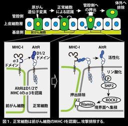 羽生結弦さんも受賞 早稲田大学小野梓記念賞発表 早稲田大学のプレスリリース 共同通信prワイヤー