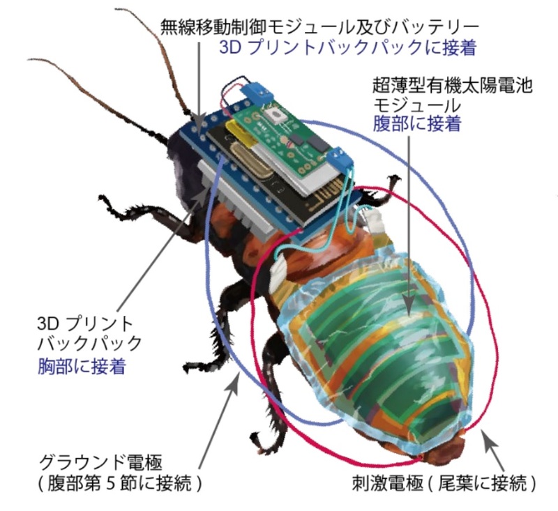 再充電可能なサイボーグ昆虫 早稲田大学のプレスリリース 共同通信prワイヤー