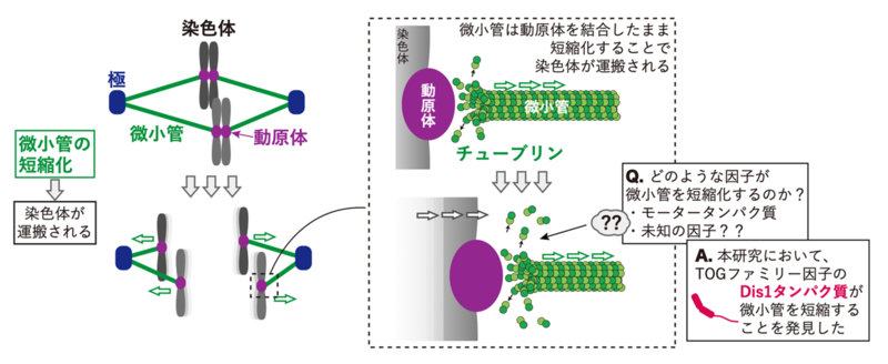 細胞分裂において染色体を分配する綱引き因子を発見 | 早稲田大学の 