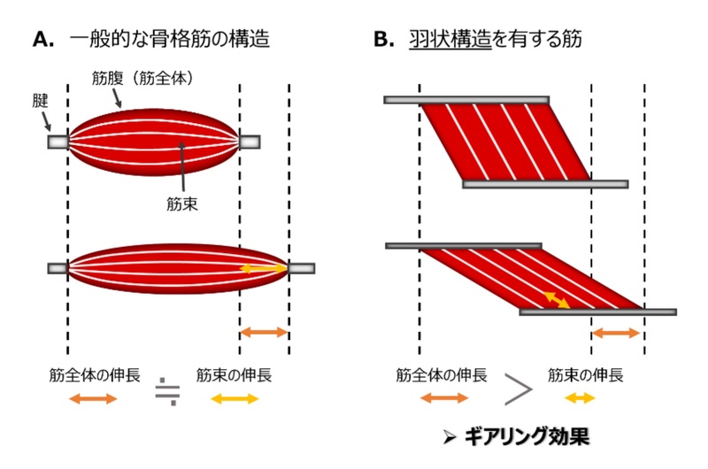 筋線維伸長の抑制機構を解明 | 早稲田大学のプレスリリース | 共同通信