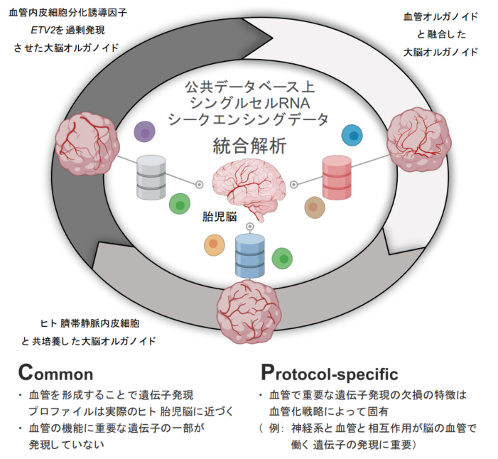 構造医学解析 1―ヒト平衡系のバイオメカニクスと顎関節の生物学的意味 Amazon.co.jp: 構造医学解析 (1) : 吉田勧持: 本