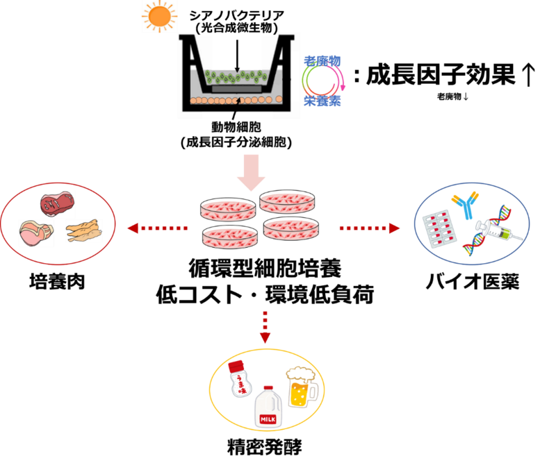 バイオテクノロジーシリーズ 光合成微生物の機能と応用