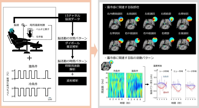 ヒトの温熱感覚に関わる脳部位と活動パターンを発見 | PRWire | 岩手日報 IWATE NIPPO