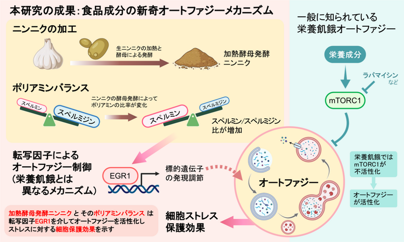 酵母発酵ニンニクが細胞の健康を守る仕組みを解明 | 早稲田大学の