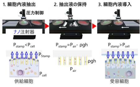 ナノチューブ膜スタンプで細胞内液・ミトコンドリアを直接移送