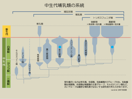 沖縄産　哺乳類の歯化石 岩手県久慈市から発見された 恐竜時代の哺乳類化石とその重要性｜共同