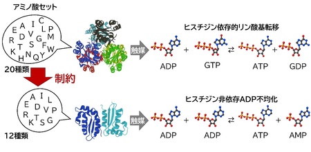 生命のエネルギー通貨ATPをつくる「原始的酵素モデル」を構築