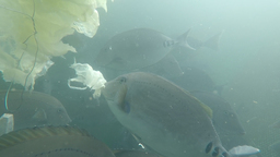 サステナブルな海洋資源と食品ロス削減へ“海の厄介者”ニザダイをキャベツで養殖、11月6日（金）商品化