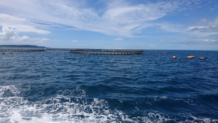 プレスリリース うまスギる 希少な沖縄ブランド魚が登場 琉球スギ 7月16日 金 から全国のくら寿司で期間限定販売 共同通信prワイヤー 毎日新聞 プレスリリース うまスギる 希少な沖縄ブランド魚が登場 琉球スギ 7月16日 金 から全国のくら寿司で期間限定販売 共同通信prワイヤー 毎日新聞