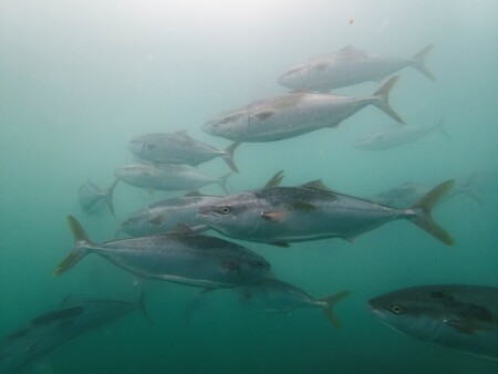 大手回転寿司初 11月3日から近大生まれの ブリ と ヒラマサ のハイブリッド魚 ブリヒラ 限定販売 くら寿司のプレスリリース 共同通信prワイヤー