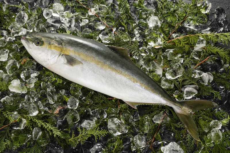 大手回転寿司初 11月3日から近大生まれの ブリ と ヒラマサ のハイブリッド魚 ブリヒラ 限定販売 くら寿司のプレスリリース 共同通信prワイヤー