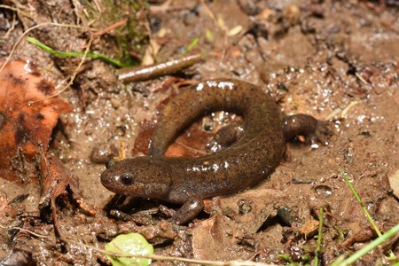 地球温暖化の影響でサンショウウオが大型化 福島民友新聞社 みんゆうnet