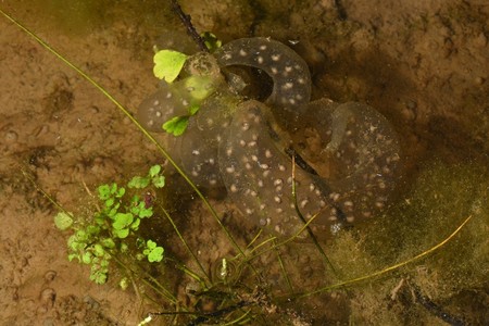 地球温暖化の影響でサンショウウオが大型化 紀伊民報agara