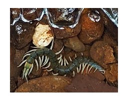 国内で143年ぶりのオオムカデの新種発見 渓流に潜む 翡翠色に輝く国内最大のオオムカデ 東京都公立大学法人のプレスリリース 共同通信prワイヤー