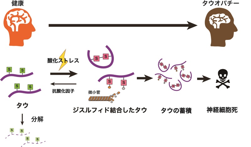 タウ蓄積の新たなスイッチを発見 東京都公立大学法人のプレスリリース 共同通信prワイヤー