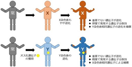 ショウジョウバエが持つユニークな性染色体を用いて性染色体進化に関する共通のメカニズムを発見 プレスリリース 新潟日報モア