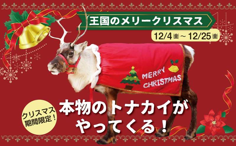 本物のトナカイと過ごす笑顔のクリスマス 王国のメリークリスマス 神戸どうぶつ王国のプレスリリース 共同通信prワイヤー