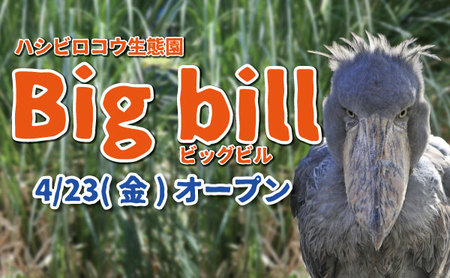 4 23 金 ハシビロコウ 新エリア Big Bill ビッグビル オープン 紀伊民報agara