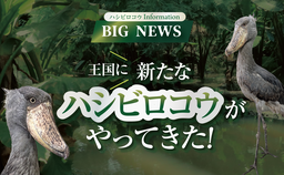 BIG NEWS！神戸どうぶつ王国に新たなハシビロコウがやってきた！ 