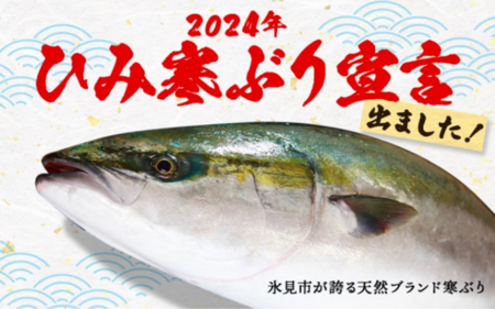 ひみ寒ぶり宣言出ました！「氷見市ふるさと納税」でも取り扱っております