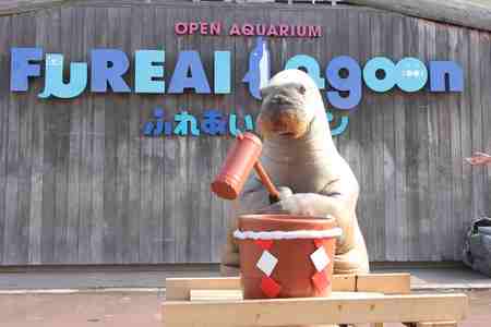 横浜 八景島シーパラダイス こんなセイウチ見たことない セイウチのお餅つき 横浜八景島のプレスリリース 共同通信prワイヤー