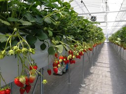 ICT・IoTを活用したおいしい「いちご」栽培に関する実証研究が産学連携で進行中