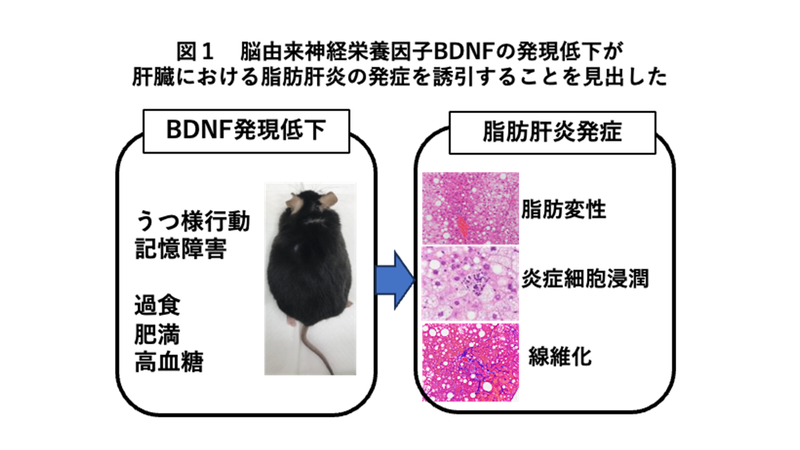 本/雑誌]/疾患モデルの作製と利用-脳・神経疾患 (seriesモデル動物利用 