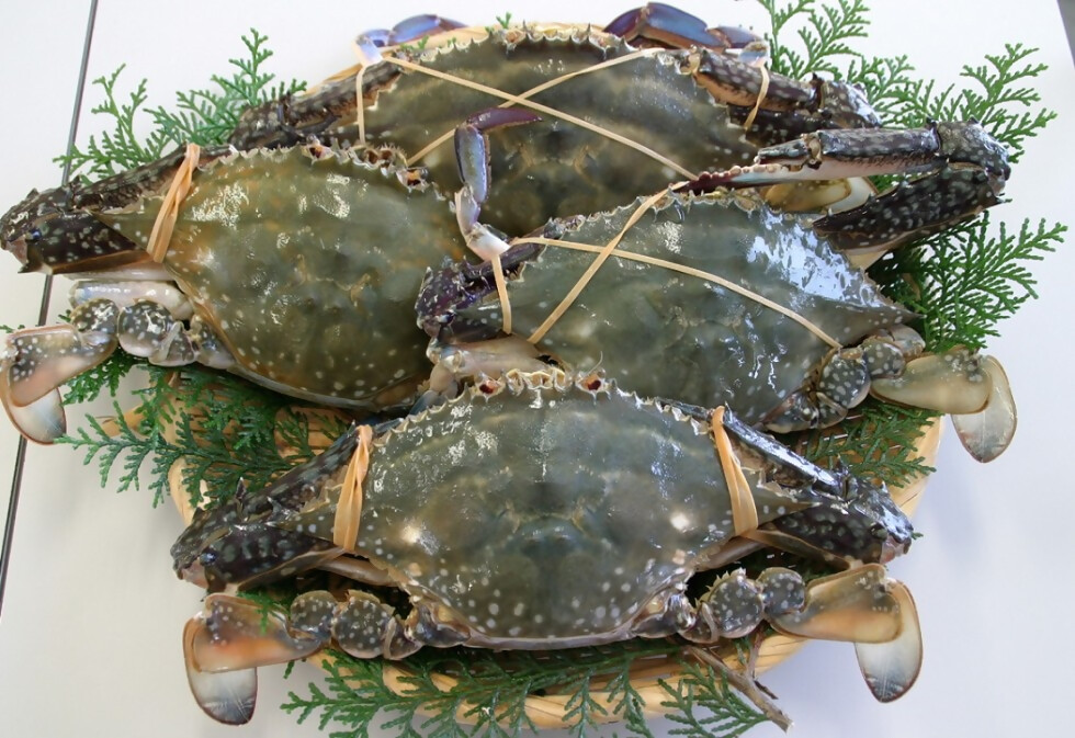 消えつつある特産品 岬ガザミ の完全養殖プロジェクト始動 大分県豊後高田市 豊後高田市のプレスリリース 共同通信prワイヤー