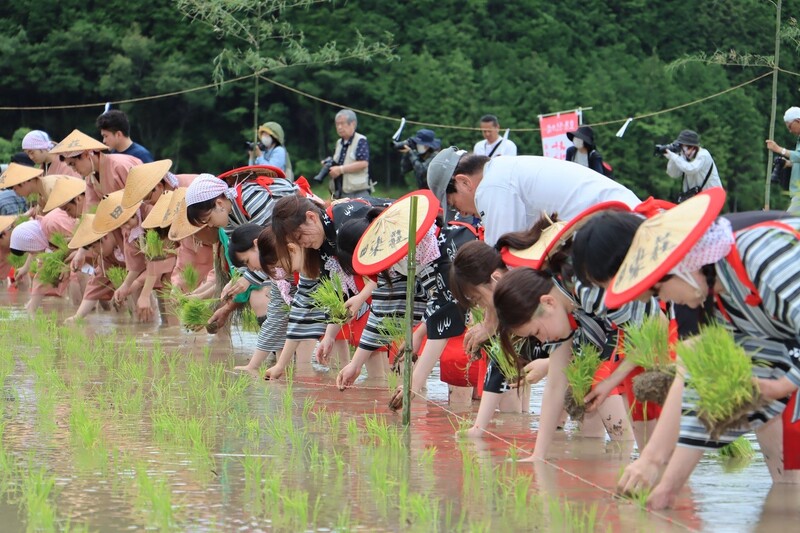 今日限定新米豊後高田市田染、30キロ四つあります。 平安時代から1000年以上の時を経ても変わらない「田染荘」で御田植祭を