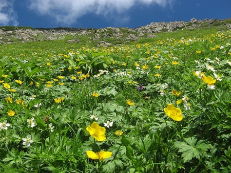 日本屈指 40種以上の高山植物が咲く 天空の花畑 が見ごろ 静岡市のプレスリリース 共同通信prワイヤー