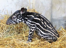 静岡市立日本平動物園で絶滅危惧種のマレーバクの赤ちゃん公開開始