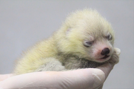 静岡市立日本平動物園で レッサーパンダの赤ちゃん 8月に誕生 紀伊民報agara