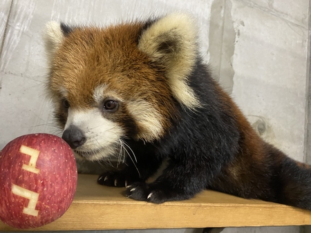 静岡市立日本平動物園で レッサーパンダの赤ちゃん 8月に誕生 紀伊民報agara
