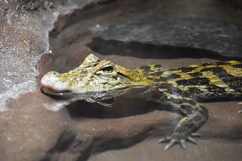 日立市かみね動物園 全国初 爬虫類とウミウの複合施設 はちゅウるい館 11月18日オープン 日立市のプレスリリース 共同通信prワイヤー