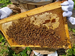 封筒メーカーの屋上で女性社員が「都市養蜂」に挑戦！