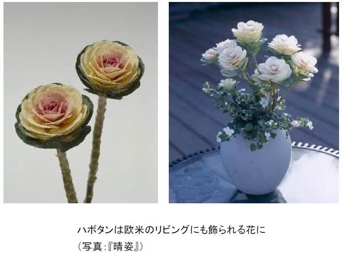 タキイのハボタン百花繚乱 アレンジ花材としてもリーズナブルで花もち抜群 タキイ種苗のプレスリリース 共同通信prワイヤー